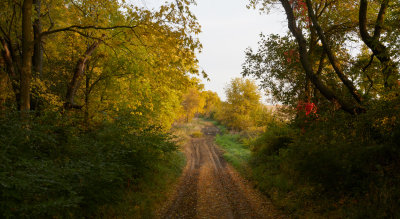 Willow Creek Woods in Autumn 