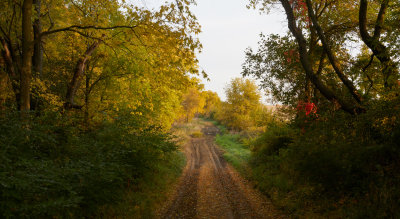 Willow Creek Woods in Autumn