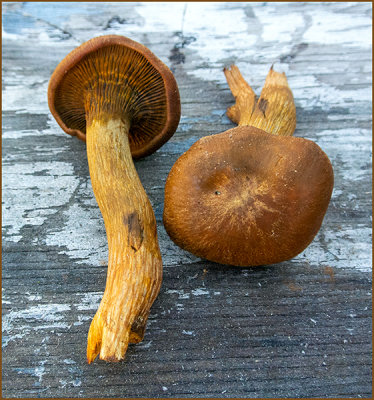 57.33% Gymnopilus junonius