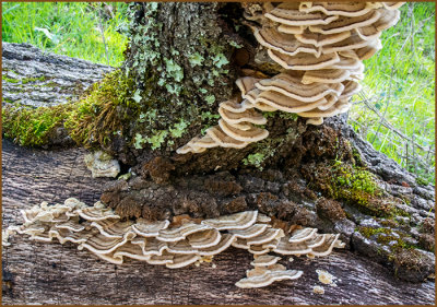 Trametes versicolor