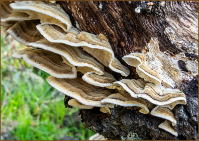 Turkey Tail