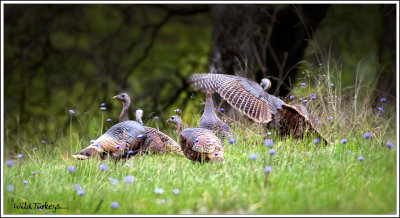 Wild Turkeys.jpg