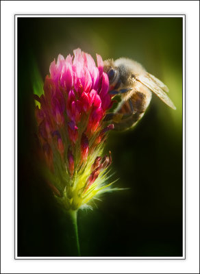 Bee on Clover.jpg