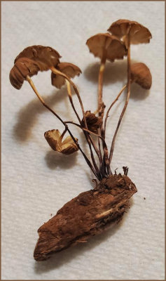 Mushrooms of Northern California