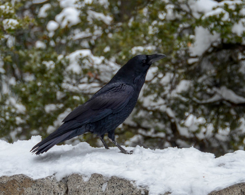 DSC_9048 MLR2019.jpg