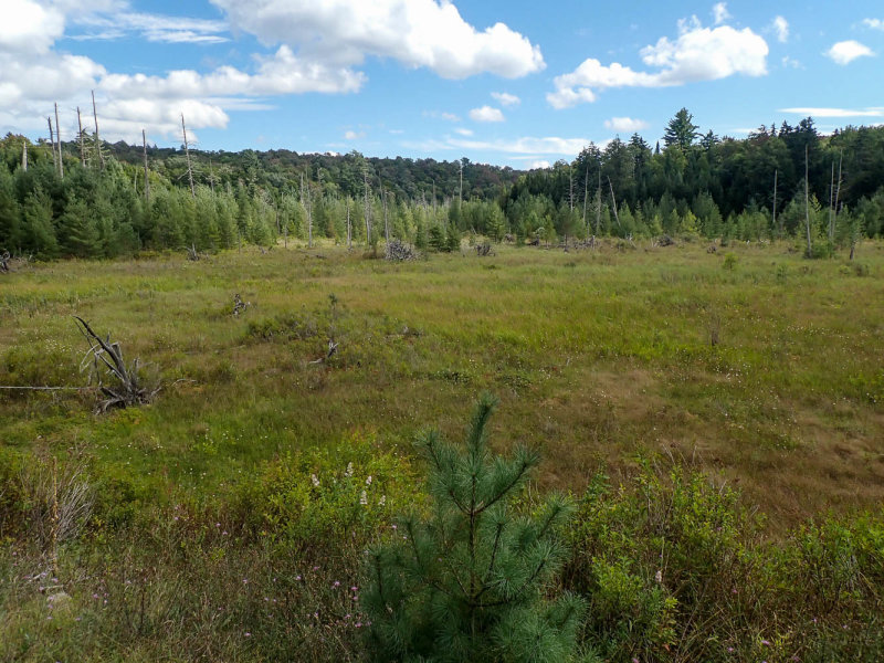 P8306415 TG6MLR2020.jpg