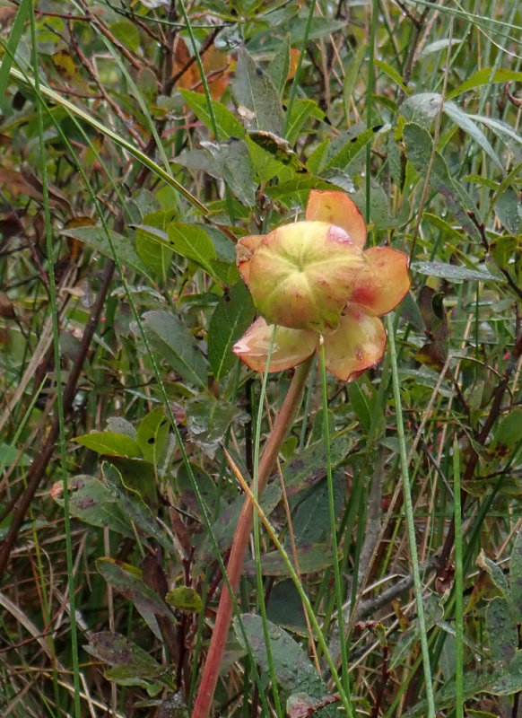 P9036876 TG6MLR2020.jpg