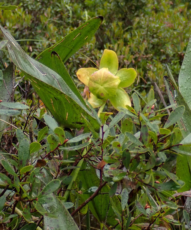 P9036880 TG6MLR2020.jpg