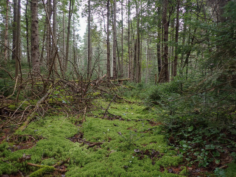 P9036907 TG6MLR2020.jpg