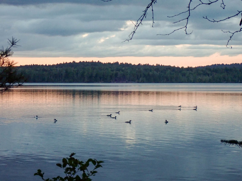 P8316605 TG6MLR2020.jpg