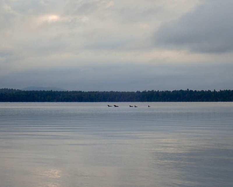 P8310368 MLR2020.jpg