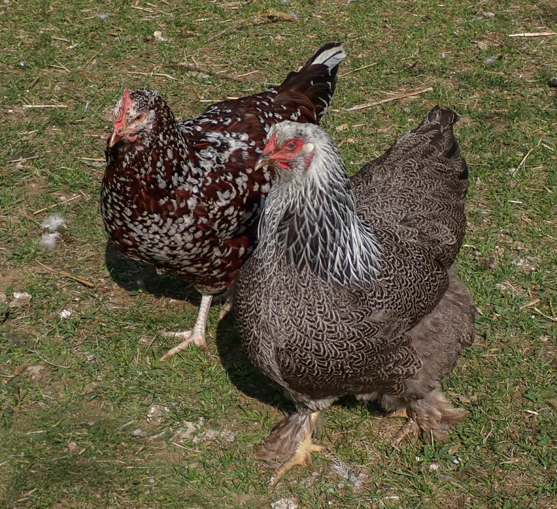 P5121826 TG6MLR2022.jpg