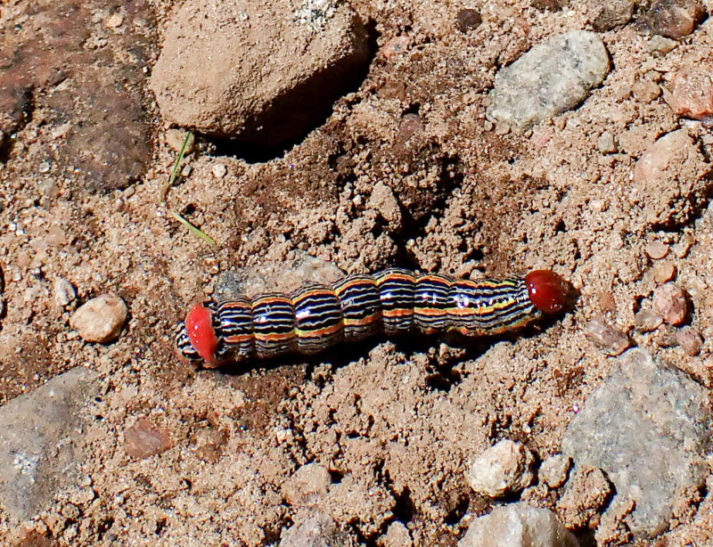 P8144295 TG6MLR2022.jpg