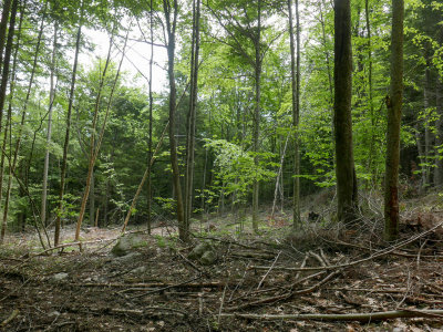 P1230626 MLR.jpg