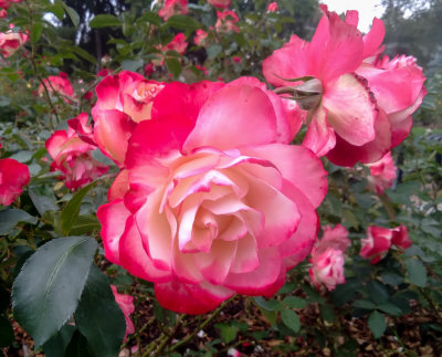 g12/96/496896/3/171103381.6gy87SC4.jpg