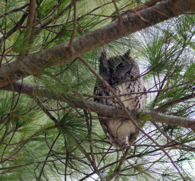 DSC_9295 MLR2020ps.jpg