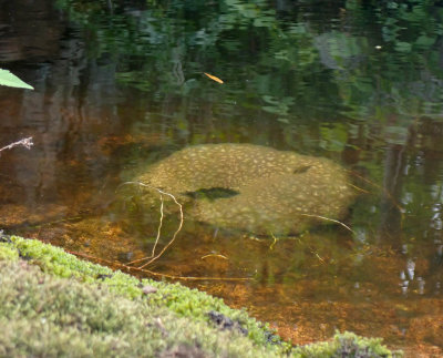 g12/96/496896/3/172836954.EmeTGLqj.jpg