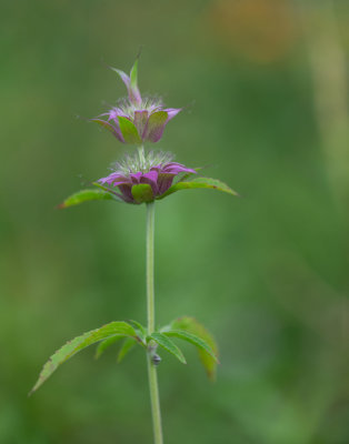Horsemint