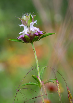 Horsemint