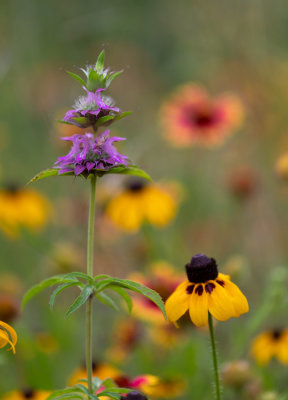 Horsemint