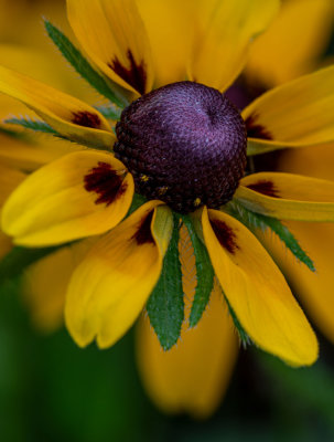 Black Eyed Susan