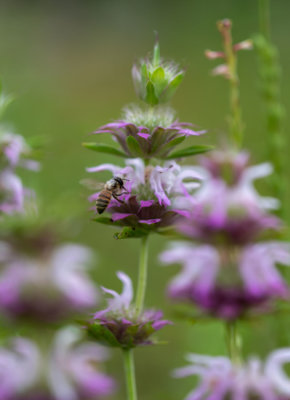 Horsemint