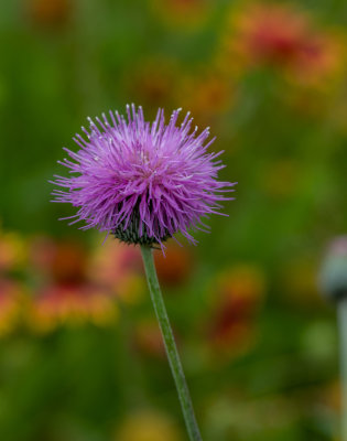 Thistle