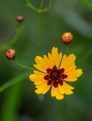 Coreopsis
