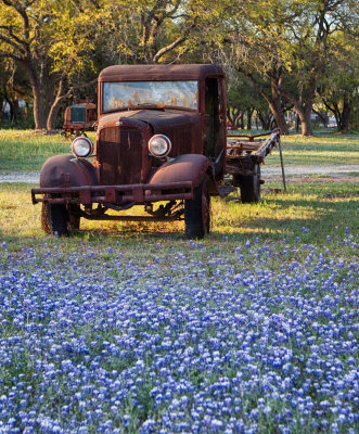 Bluebonnets