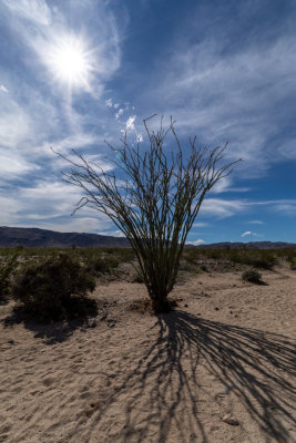 Joshua Tree National Park, March 2020