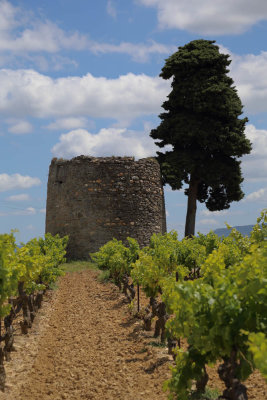 VIGNES DANS LE MINERVOIS