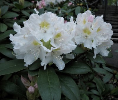  Rhododendron 