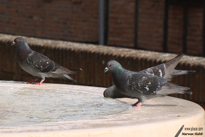Pigeons