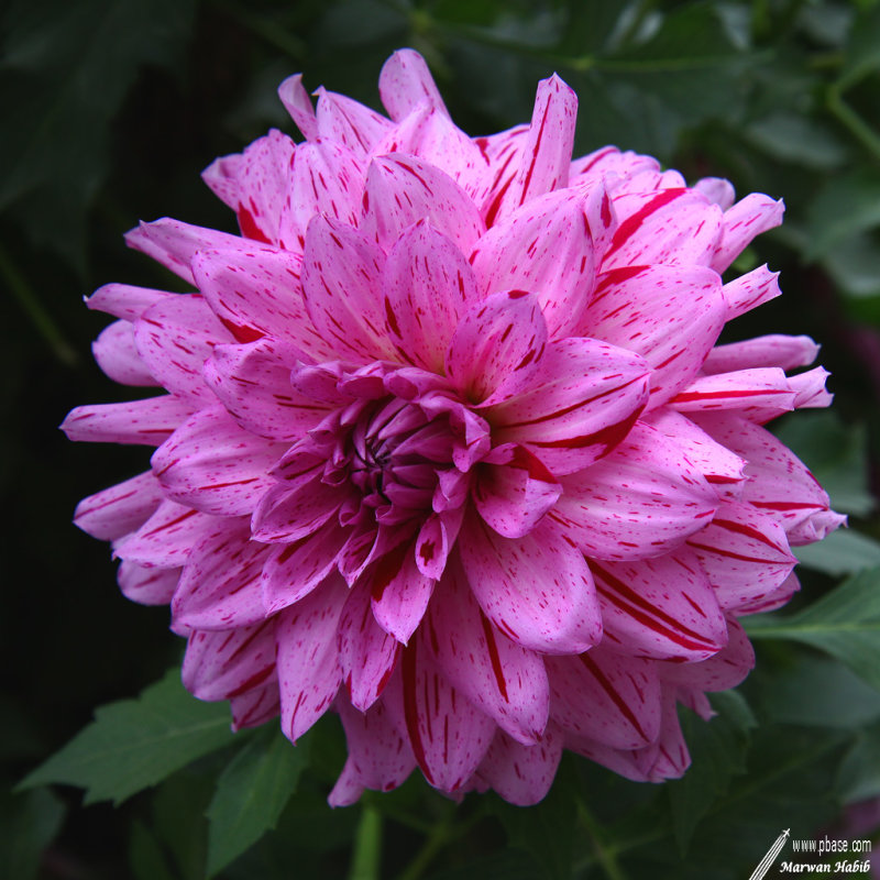Dahlia