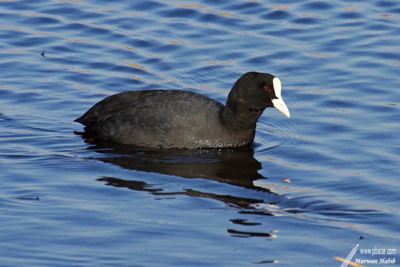 Eurasian Coot / Foulque Macroule (Fulica Atra)