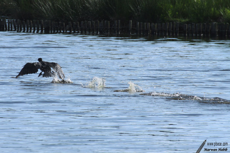 Cormorant / Cormoran - Heavy take off / Dcollage lourd