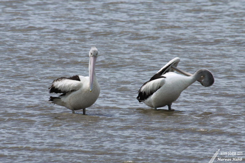 Pelican / Plican