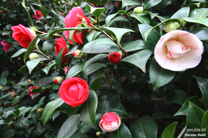 Camelia / Camlia