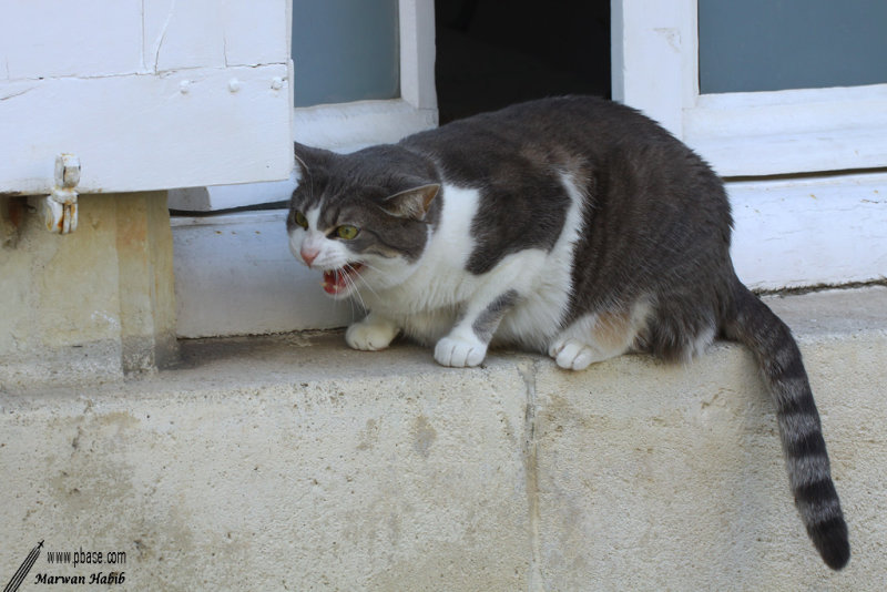 Chat nantais