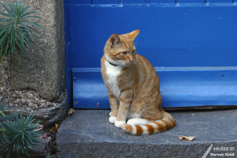 Chat La Gacilly