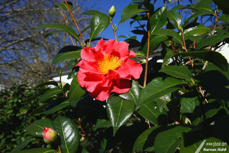 Camelia / Camlia