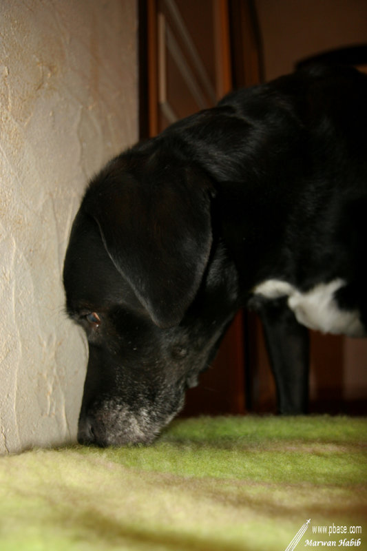 Nemo - What do you smell? / Que sens-tu?