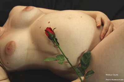 2012 - A rose / Une rose