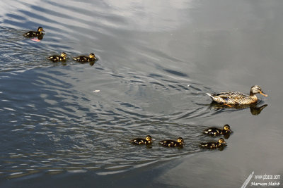 Ducks / Canards - Family / Famille