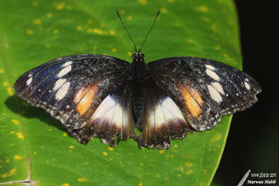 Butterfly / Papillon