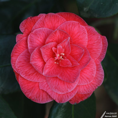 Camelia / Camlia