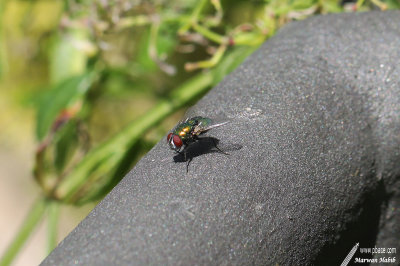 Fly / Mouche