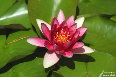 Water Lily / Nnuphar