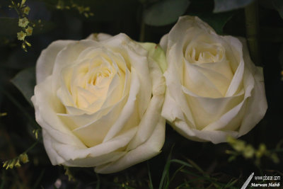 g12/96/632696/3/169181352.5guDstG8.jpg