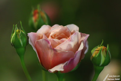 Floralies 2019 - Rose